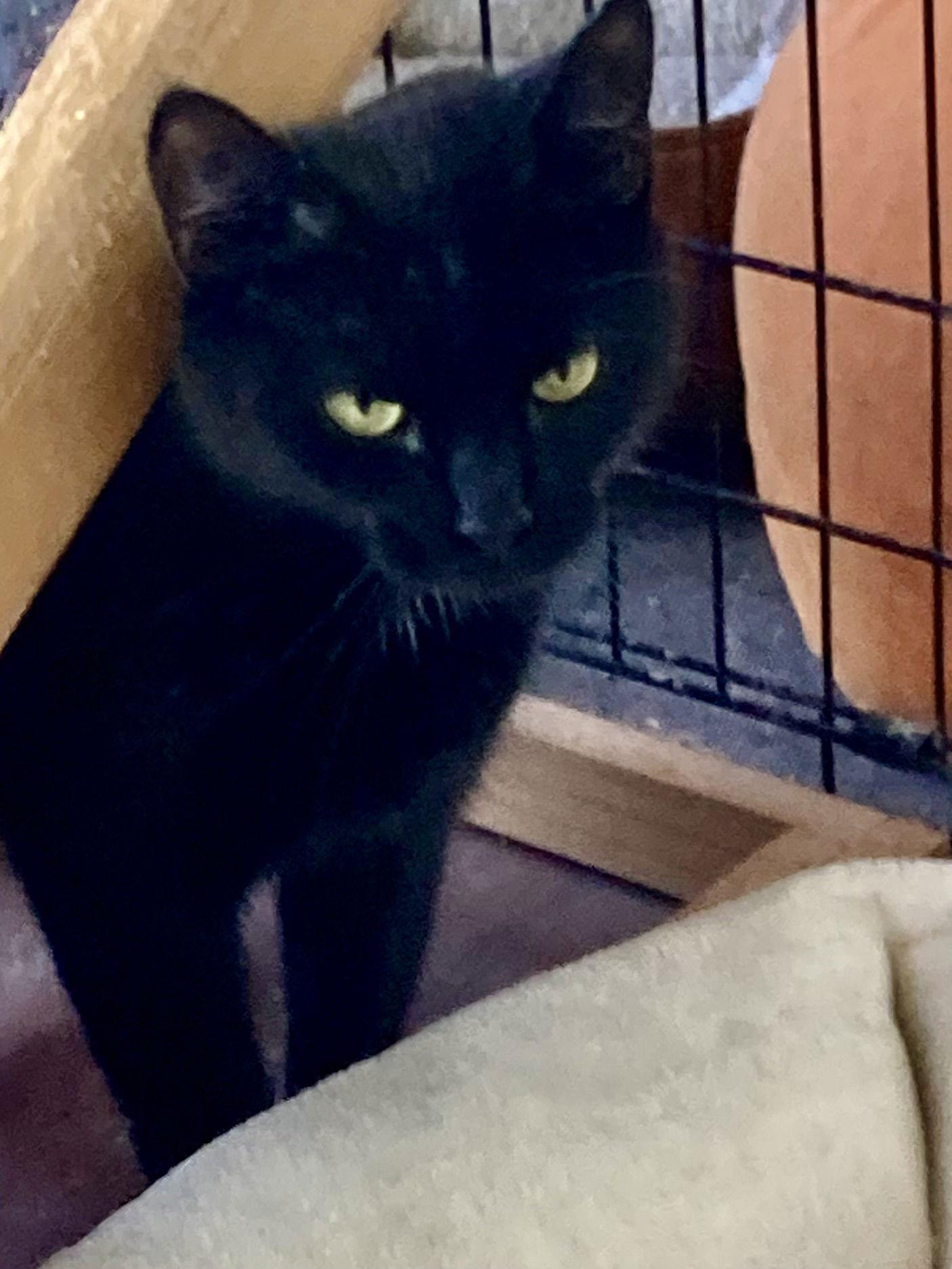 Bonita, a Adoptable Domestic Short Hair in Stewartsville, NJ image 1/3