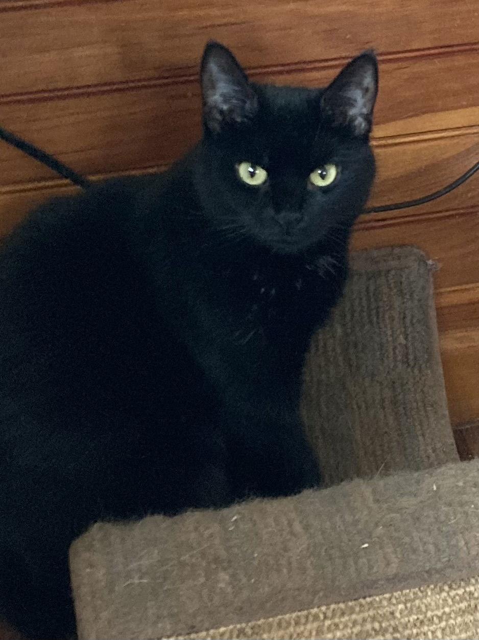 Bonita, a Adoptable Domestic Short Hair in Stewartsville, NJ image 2/3