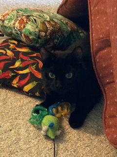 Bonita, a Adoptable Domestic Short Hair in Stewartsville, NJ image 3/3