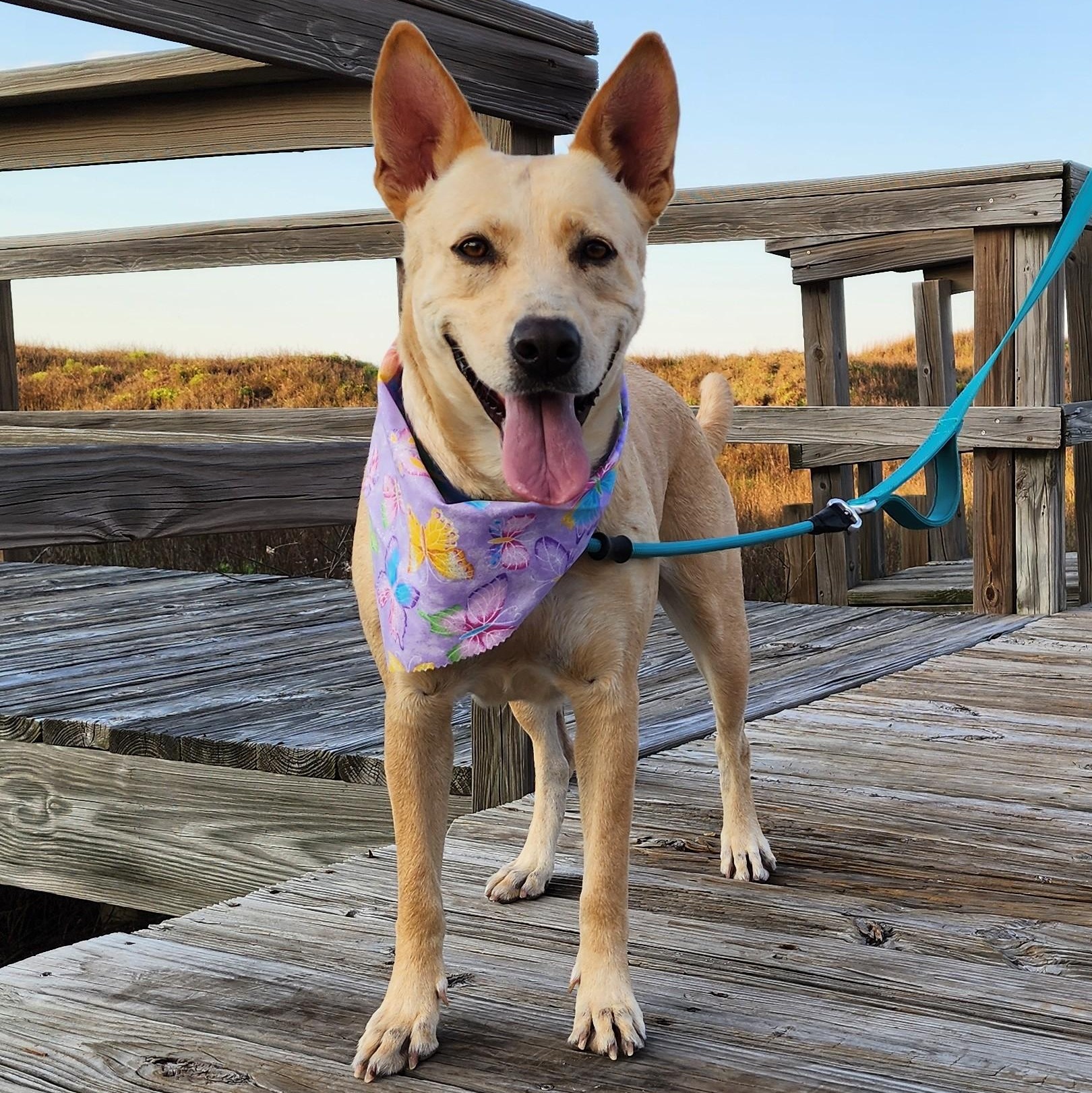 Enlarge Maddie, a Adoptable mixed breed in Fort Lupton, CO image 1/6