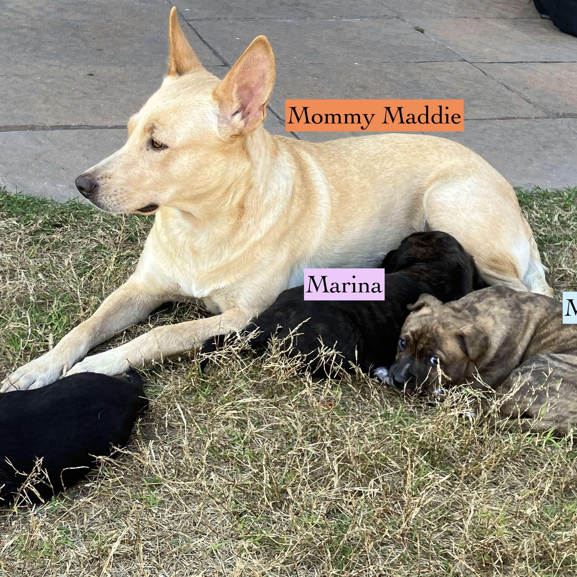 Enlarge Maddie, a Adoptable mixed breed in Fort Lupton, CO image 2/6