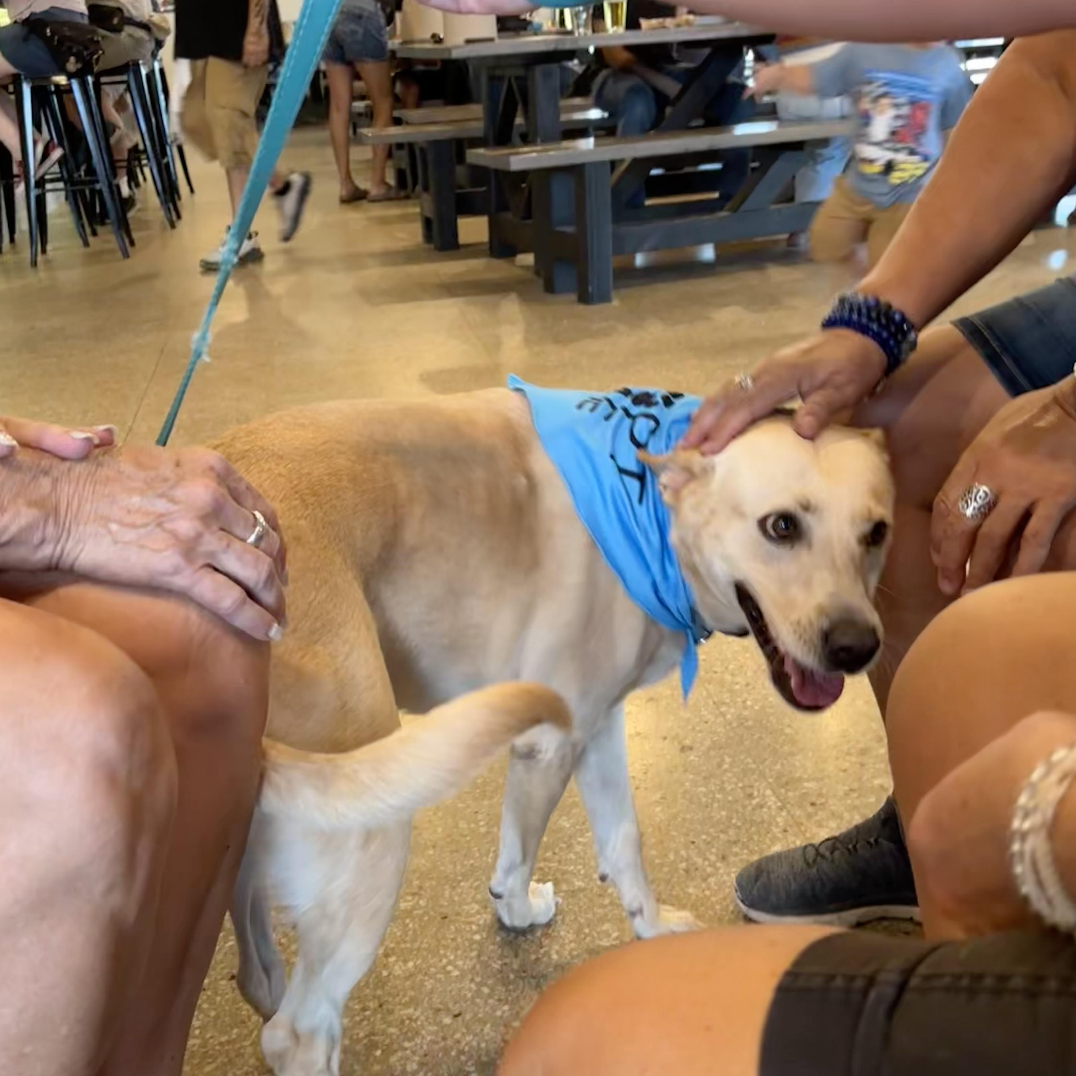 Enlarge Maddie, a Adoptable mixed breed in Fort Lupton, CO image 5/6