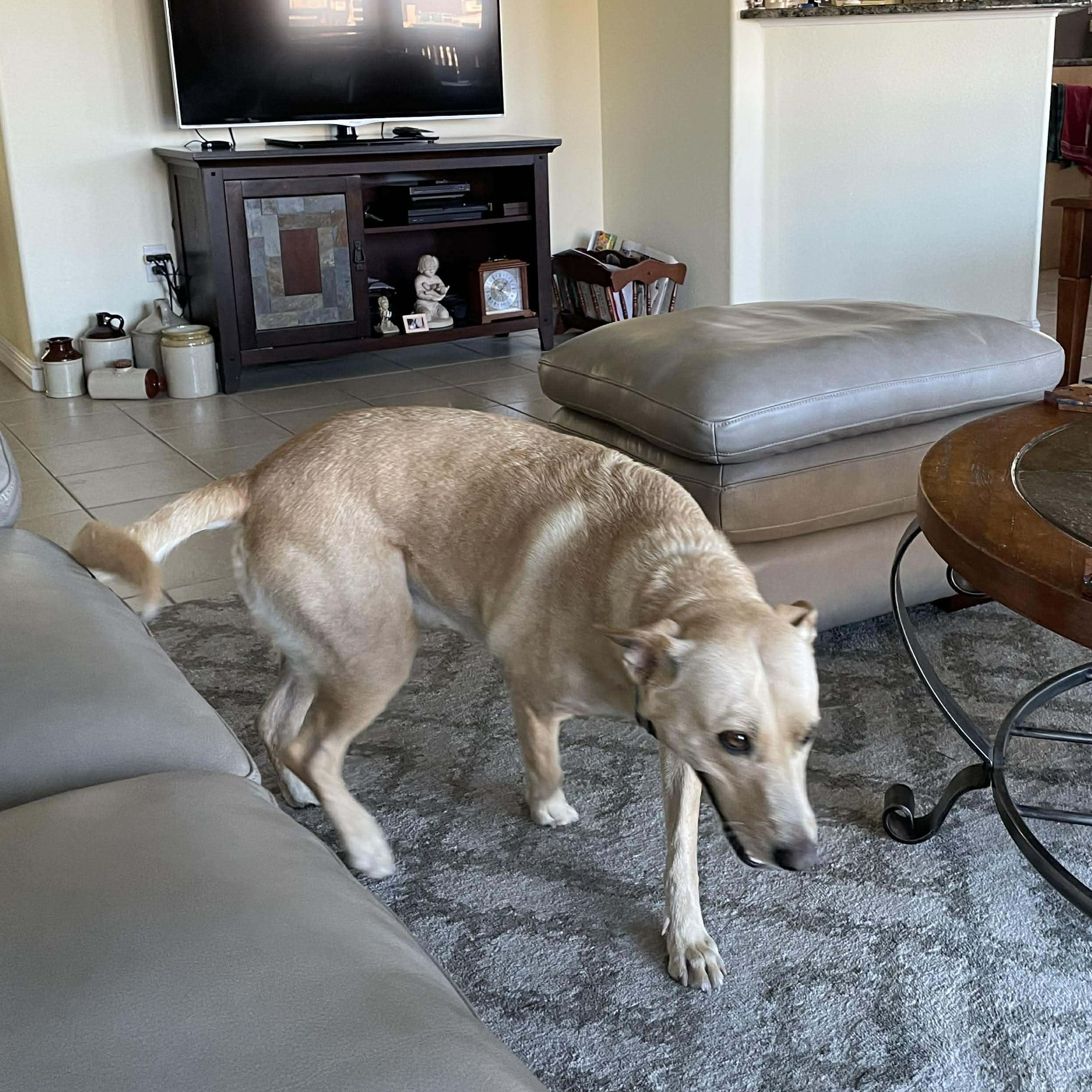 Enlarge Maddie, a Adoptable mixed breed in Fort Lupton, CO image 4/6