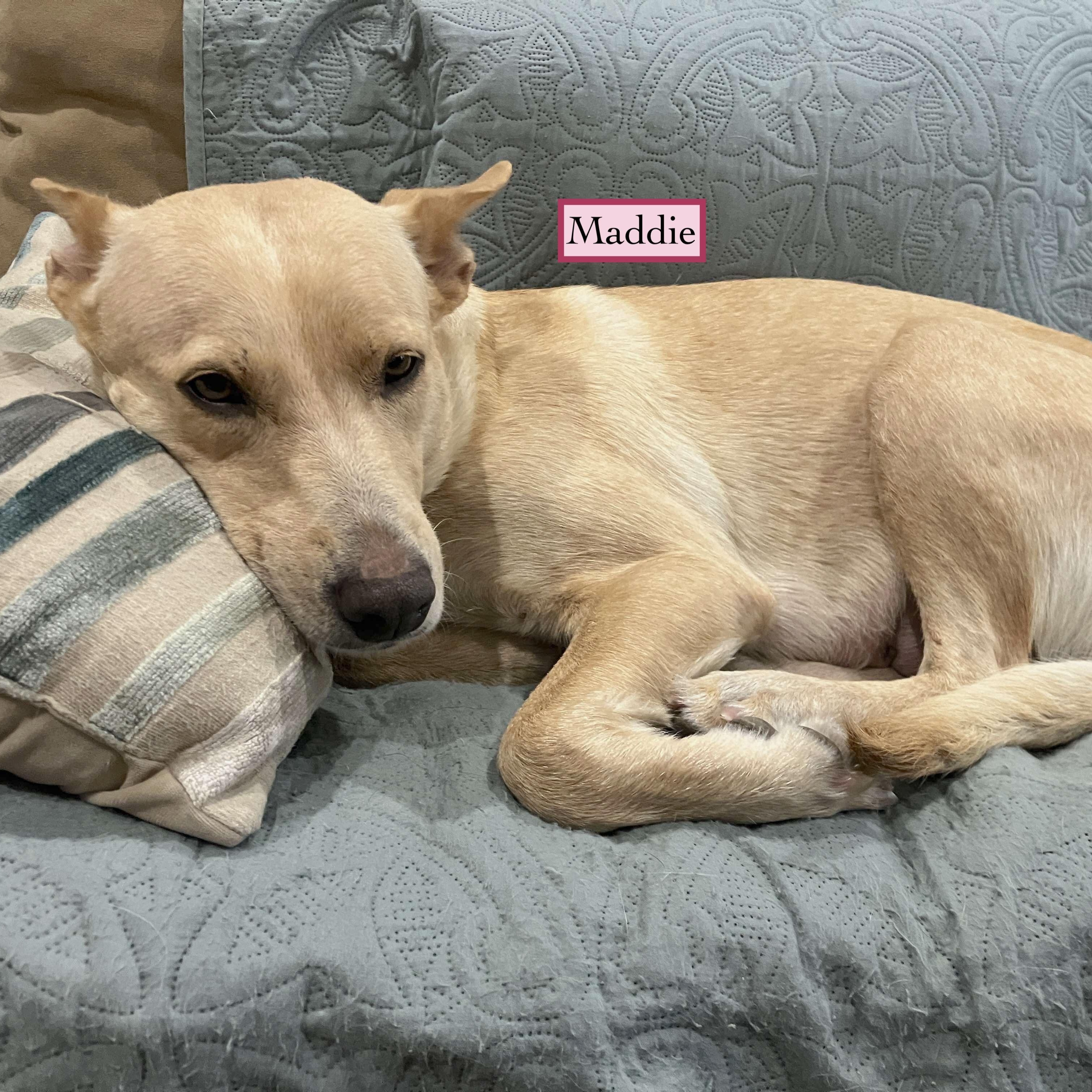 Enlarge Maddie, a Adoptable mixed breed in Fort Lupton, CO image 6/6