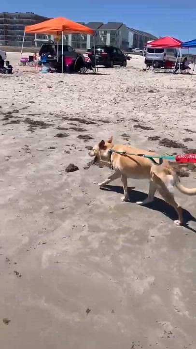 Enlarge Maddie, a Adoptable mixed breed in Fort Lupton, CO video 3/6