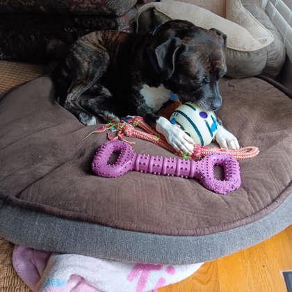 Jambar - IN FOSTER, Adoptable, Adult Male Mixed Breed & Mixed Breed.