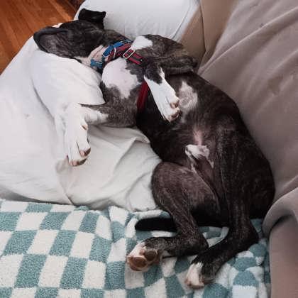 Jambar - IN FOSTER, a Adoptable Mixed Breed in Chamblee, GA image 2/3