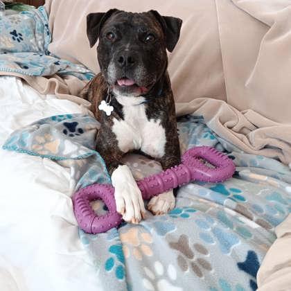 Jambar - IN FOSTER, a Adoptable Mixed Breed in Chamblee, GA image 3/3