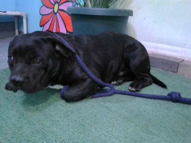 BENJI, Adoptable, Adult Male Pit Bull Terrier & Terrier.