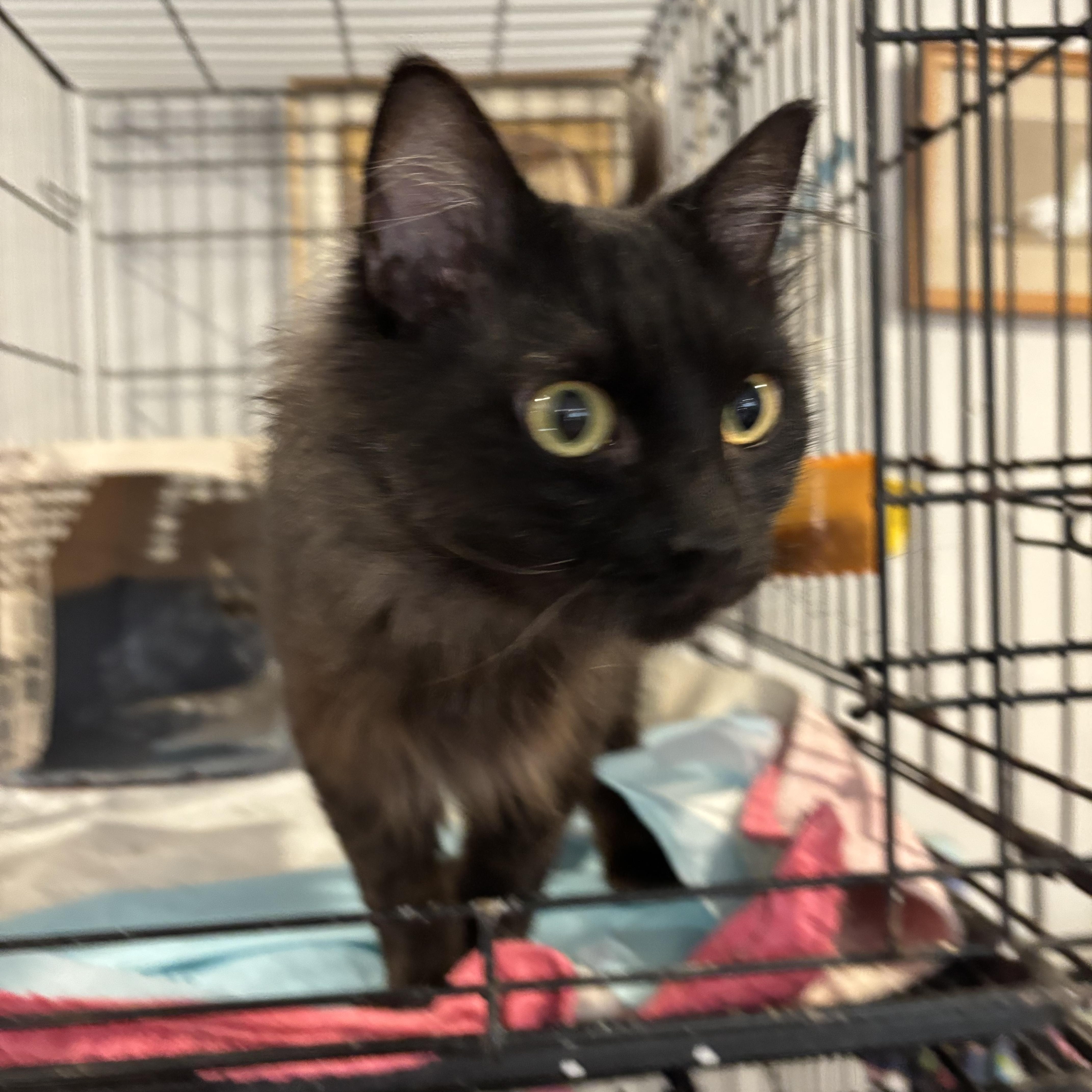 Manny (Long Hair/Persian), a ADOPTABLE mixed breed in Fairfax, VA image 3/6