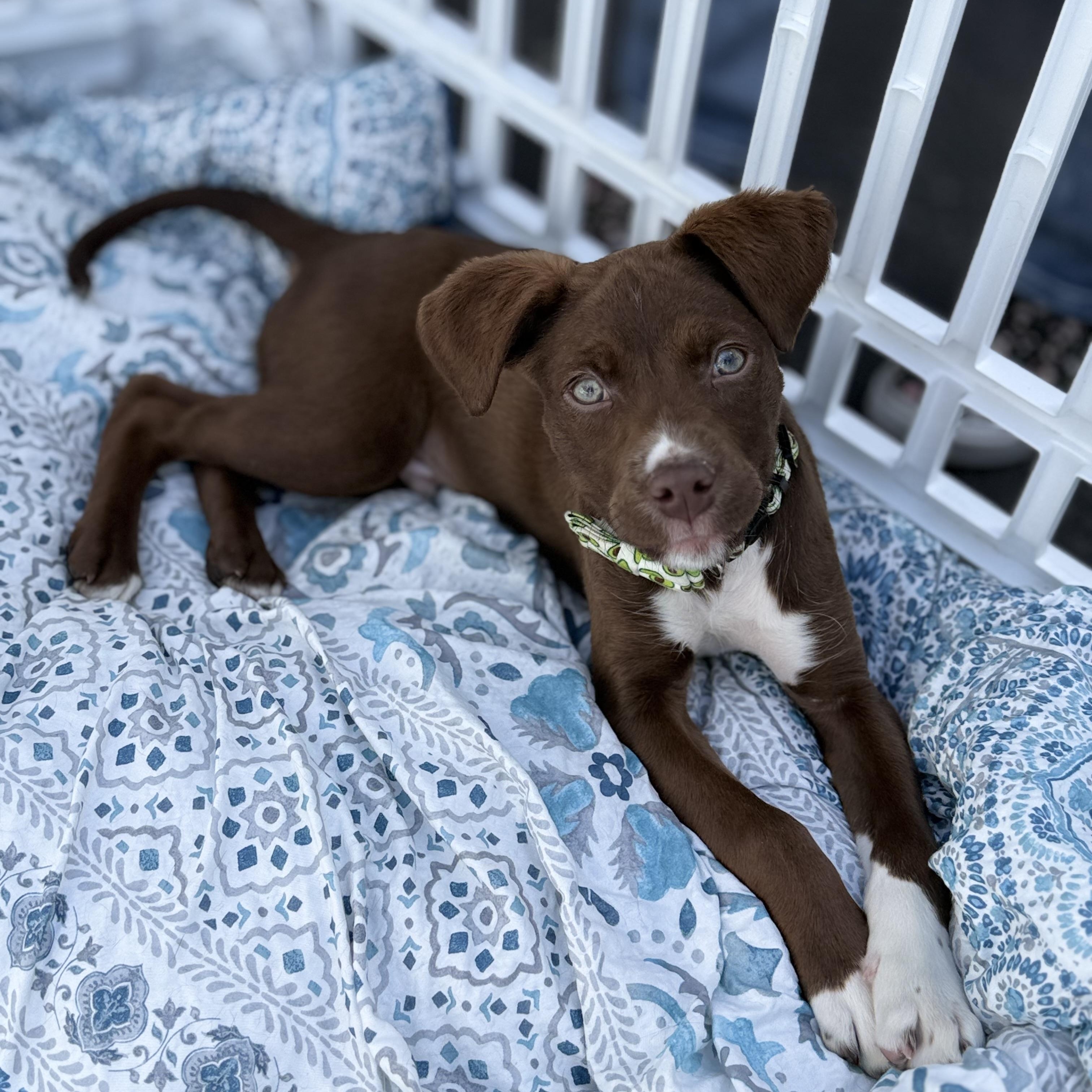 Dennis the Menace, an adoptable mixed breed in Henderson, NV image 2/3