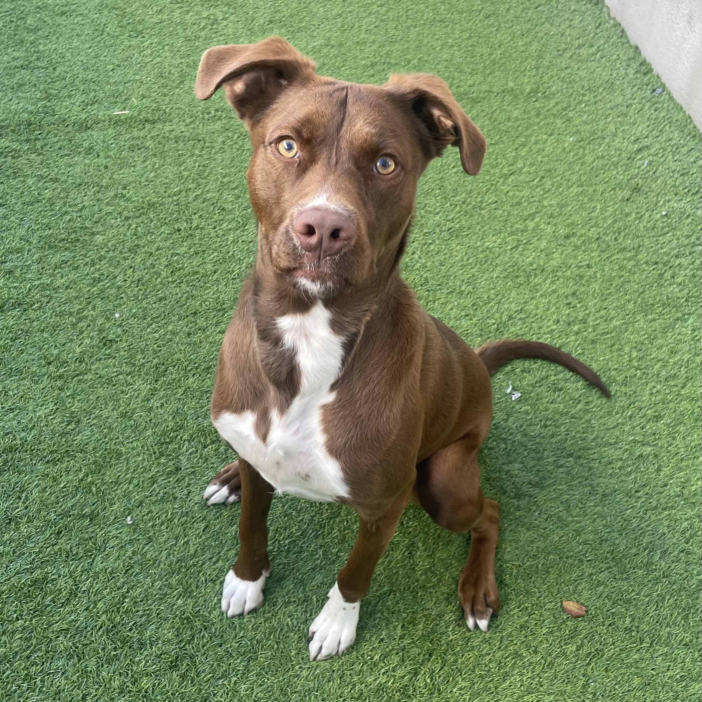 Dennis the Menace, adoptable, Young Male Retriever & Pit Bull Terrier.