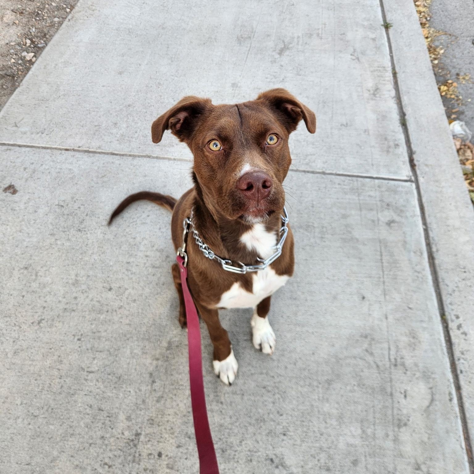 Dennis the Menace, an adoptable mixed breed in Henderson, NV image 3/3