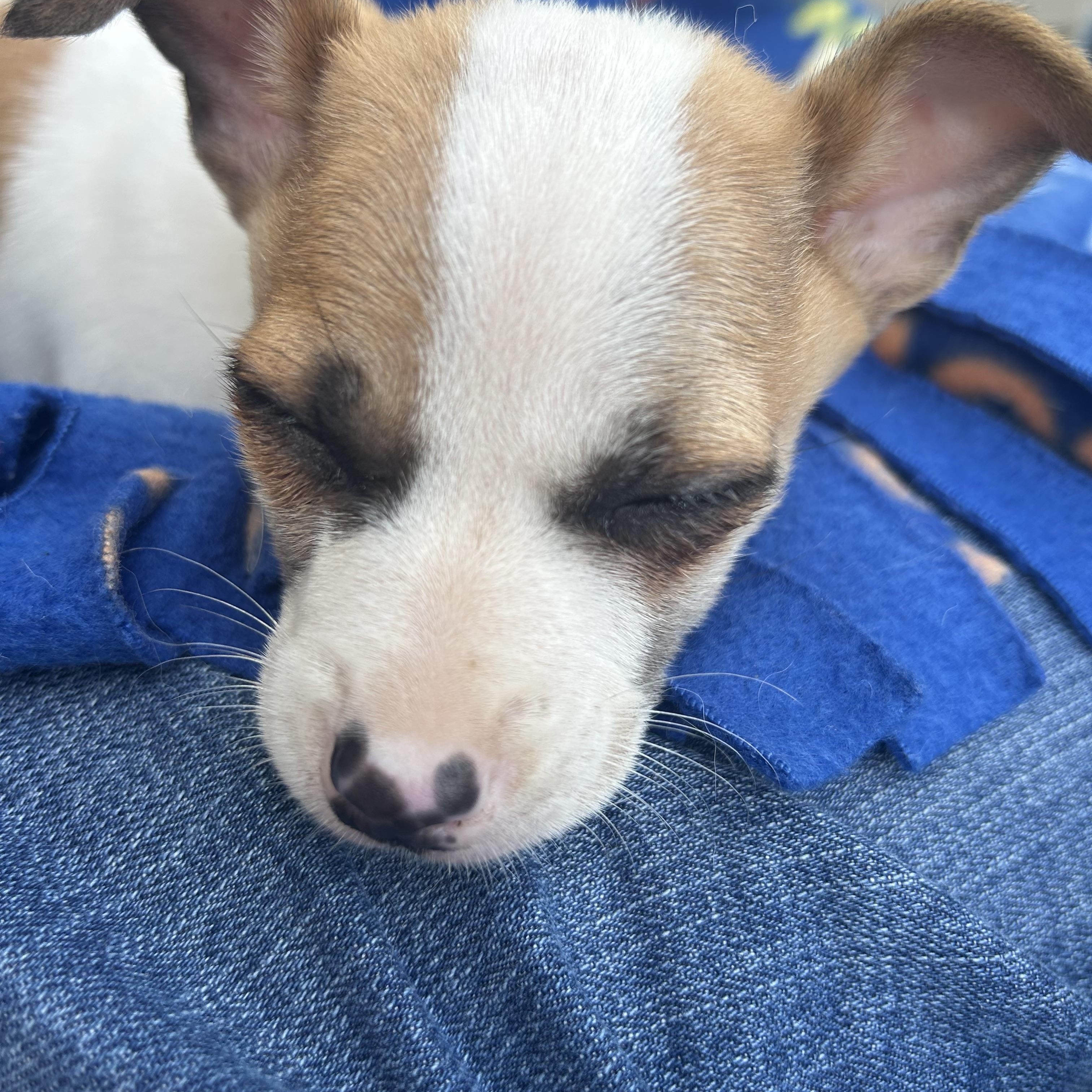Enlarge Hamburglar (Ham), an adopted mixed breed in Redwood City, CA image 6/6