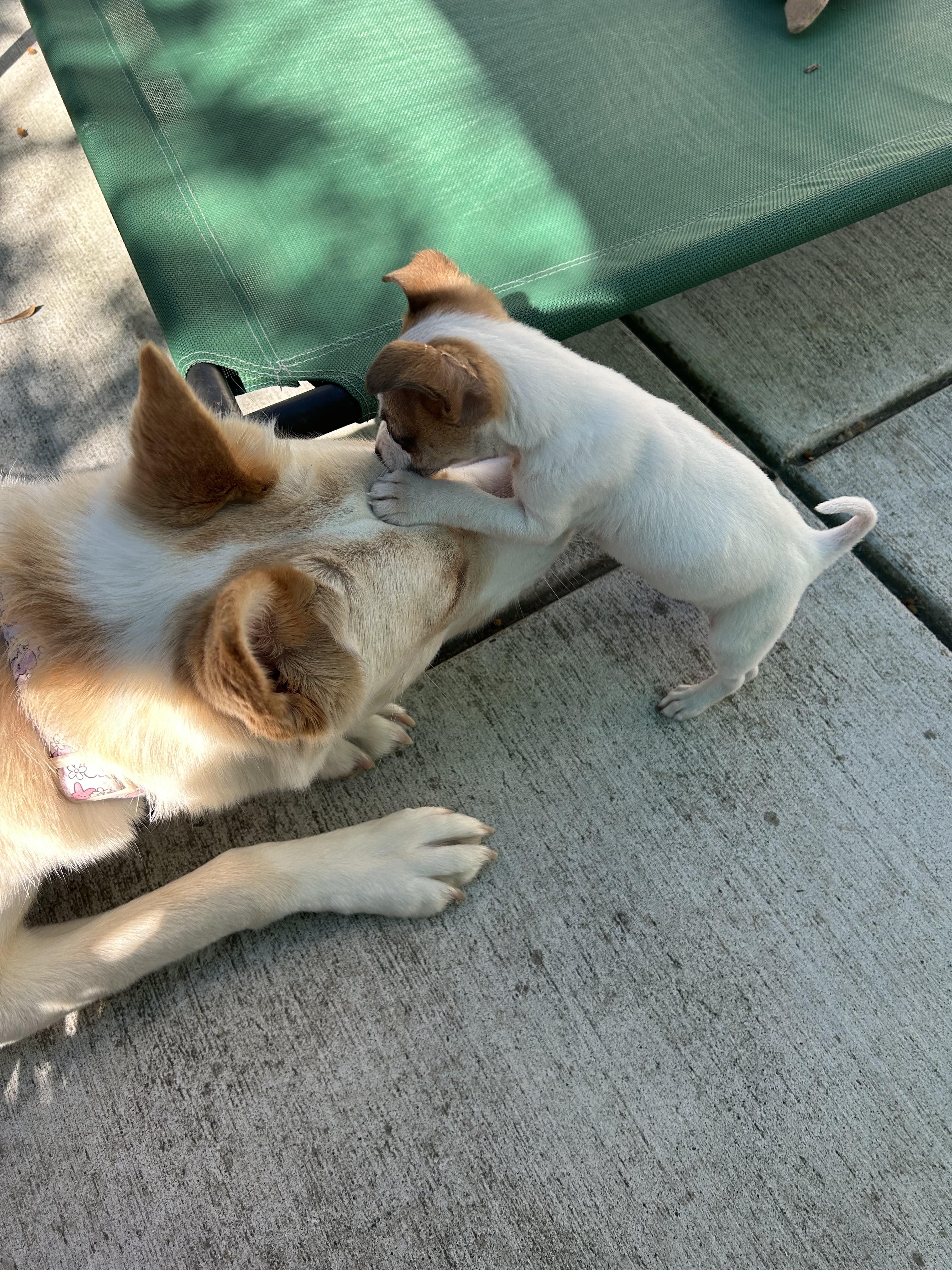 Enlarge Hamburglar (Ham), an adopted mixed breed in Redwood City, CA image 3/6