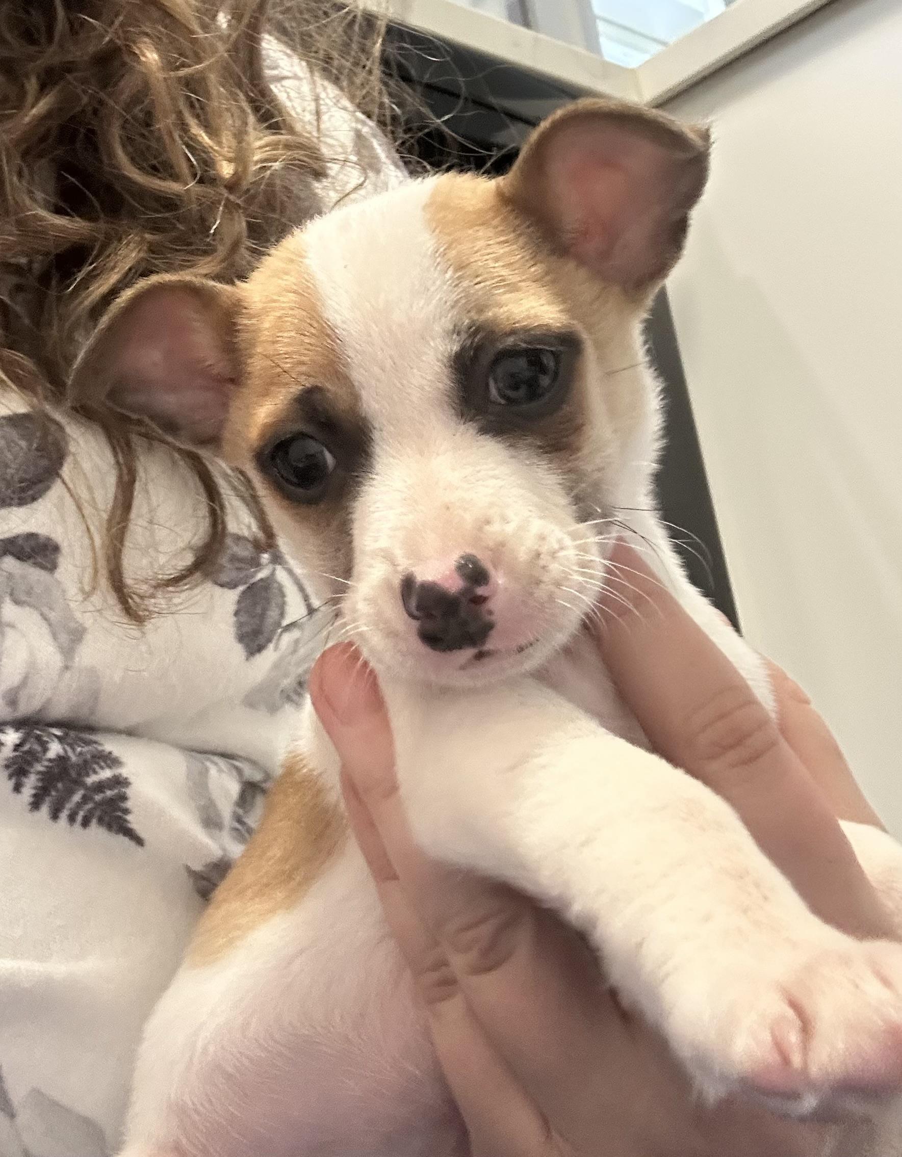 Hamburglar (Ham), adopted, Puppy Male Terrier & Chihuahua.