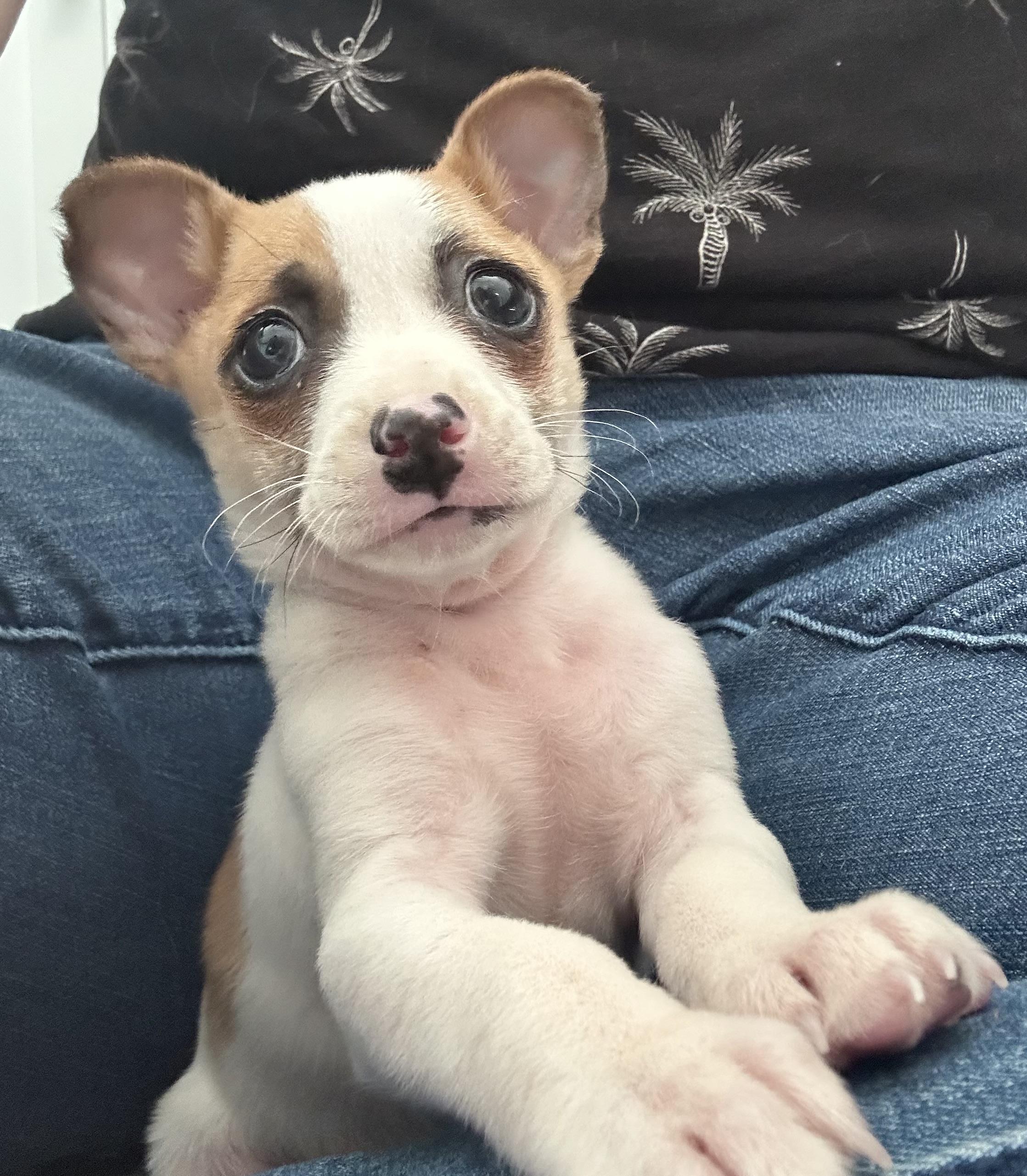 Enlarge Hamburglar (Ham), an adopted mixed breed in Redwood City, CA image 2/6