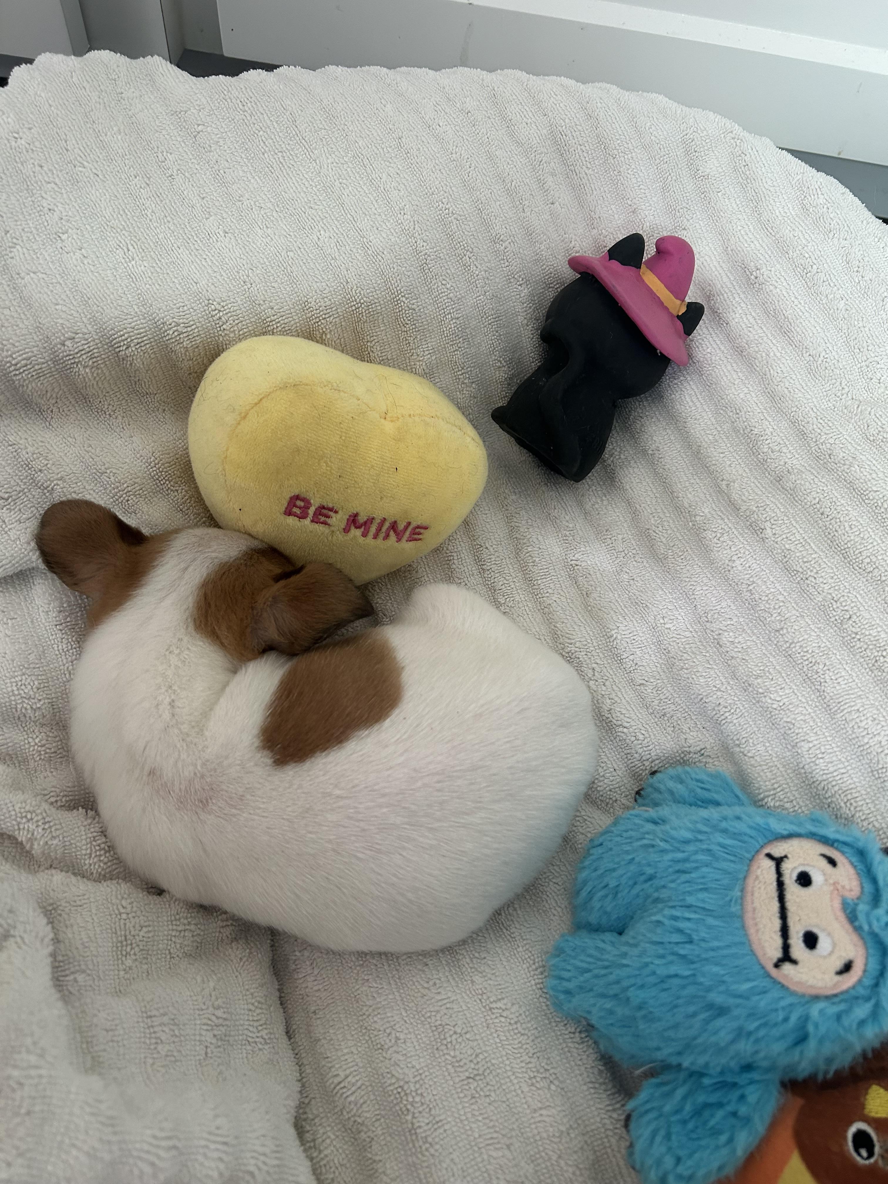 Enlarge Hamburglar (Ham), an adopted mixed breed in Redwood City, CA image 5/6