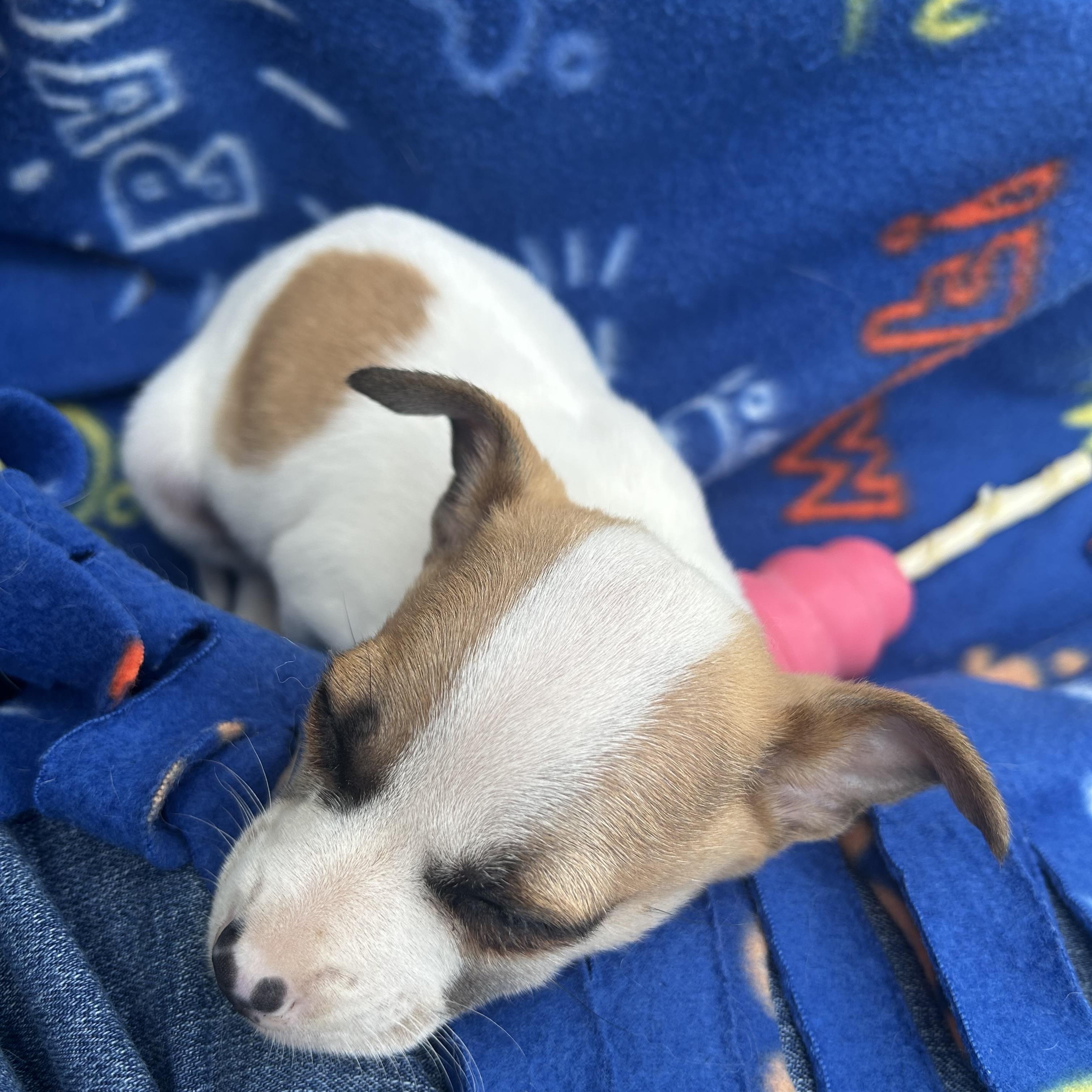 Enlarge Hamburglar (Ham), an adopted mixed breed in Redwood City, CA image 4/6