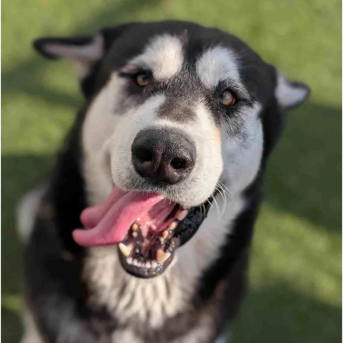 Enlarge Oso, an adoption pending Alaskan Malamute in Los Angeles, CA image 1/3