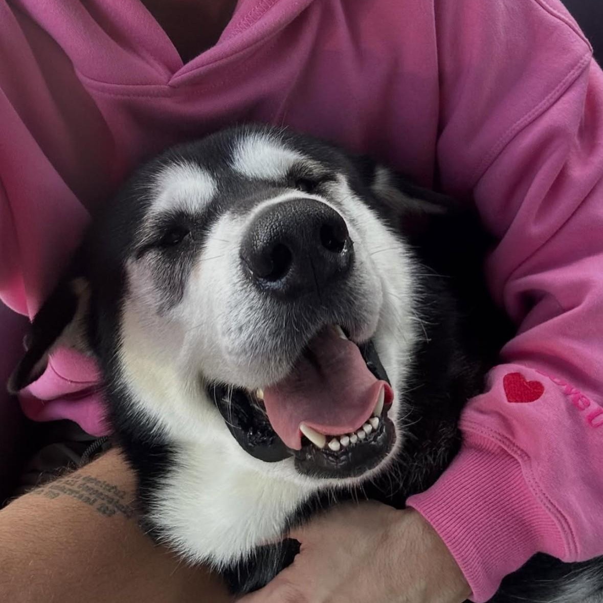 Enlarge Oso, an adoption pending Alaskan Malamute in Los Angeles, CA image 2/3