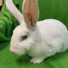 Eliza, ADOPTABLE, Young Female Florida White.