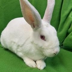 Eliza, a ADOPTABLE Florida White in Haltom City, TX image 2/2