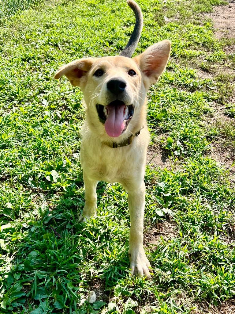 Enlarge Mae, a Adopted mixed breed in Saint James, MN image 1/6