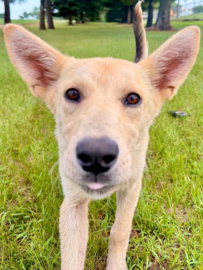 Enlarge Mae, a Adopted mixed breed in Saint James, MN image 2/6