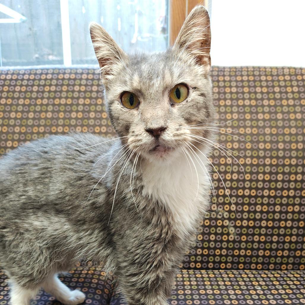 Kat, Adoptable, Senior Female Domestic Short Hair.