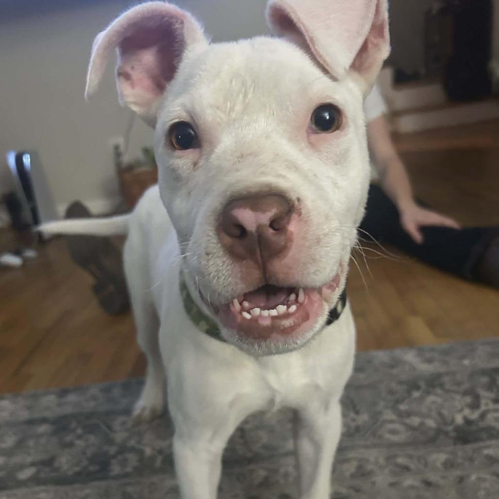 Carrot Cake, Adoptable, Young Male Pit Bull Terrier.