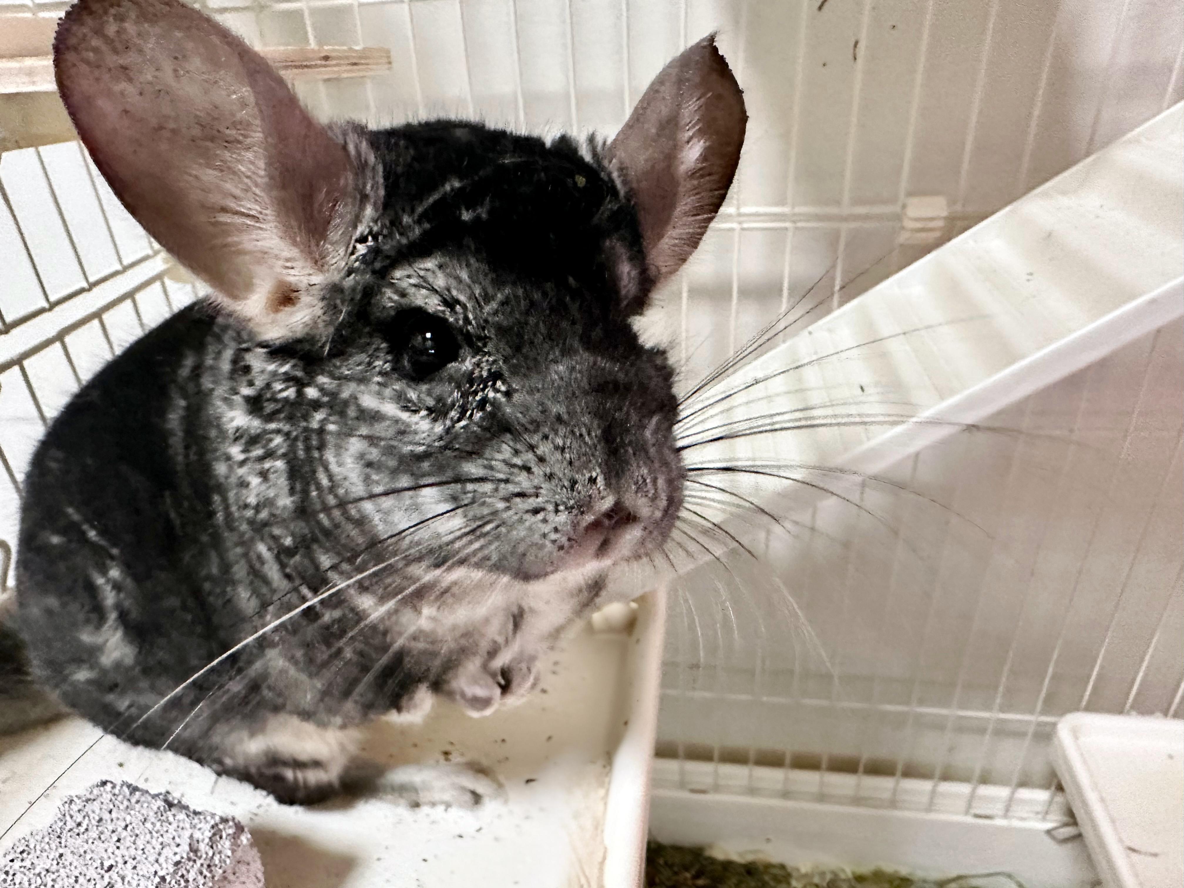 Enlarge LeRoy, a Adoptable Chinchilla in Libertyville, IL image 1/6