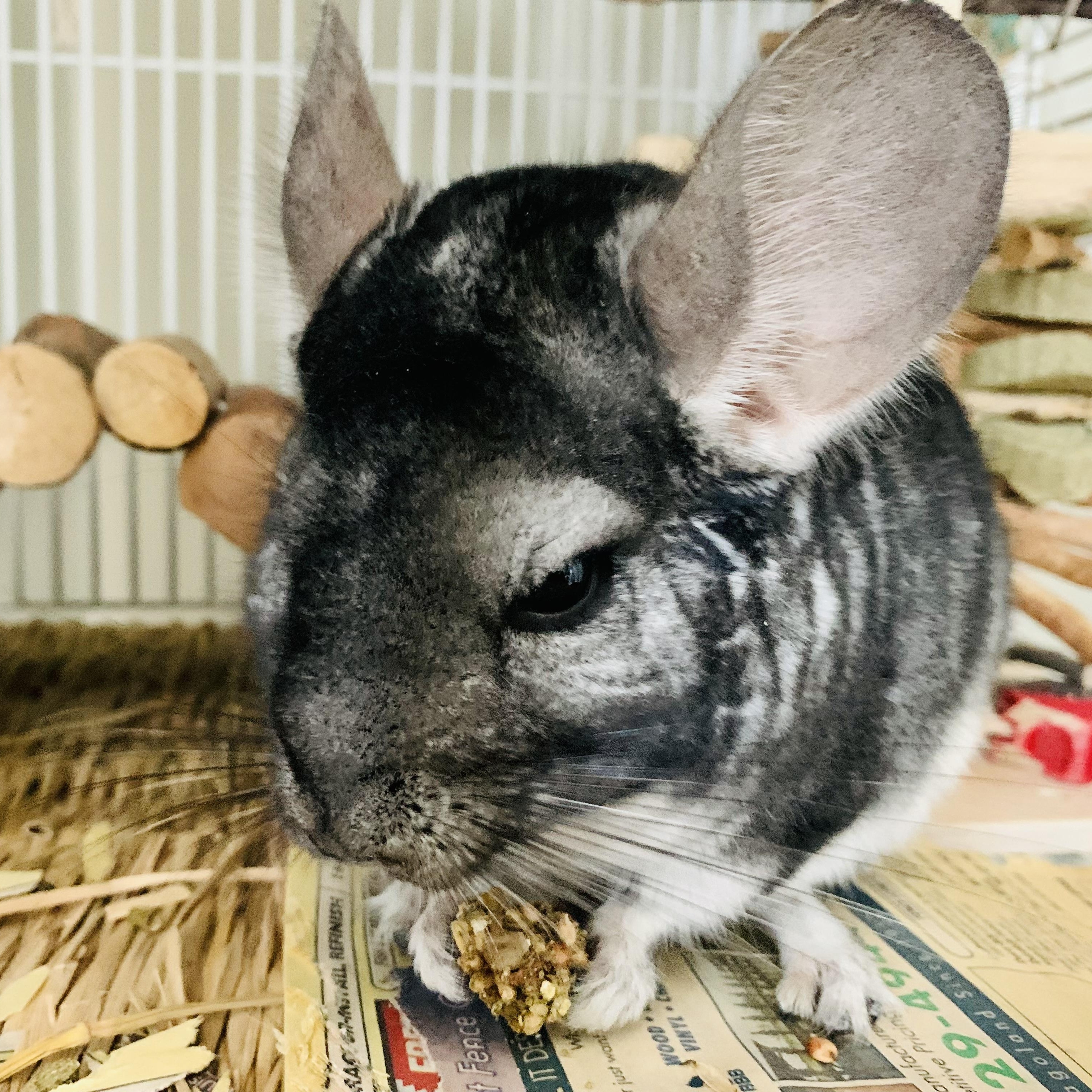 Enlarge LeRoy, a Adoptable Chinchilla in Libertyville, IL image 5/6