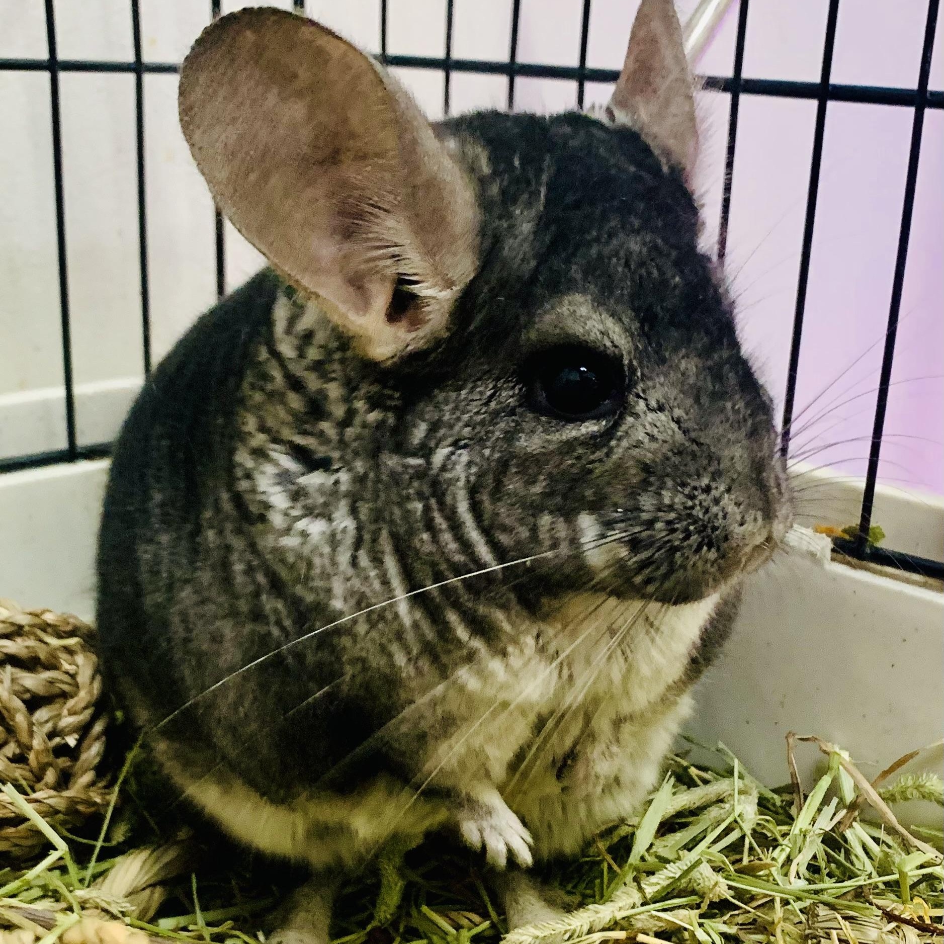 Enlarge LeRoy, a Adoptable Chinchilla in Libertyville, IL image 3/6