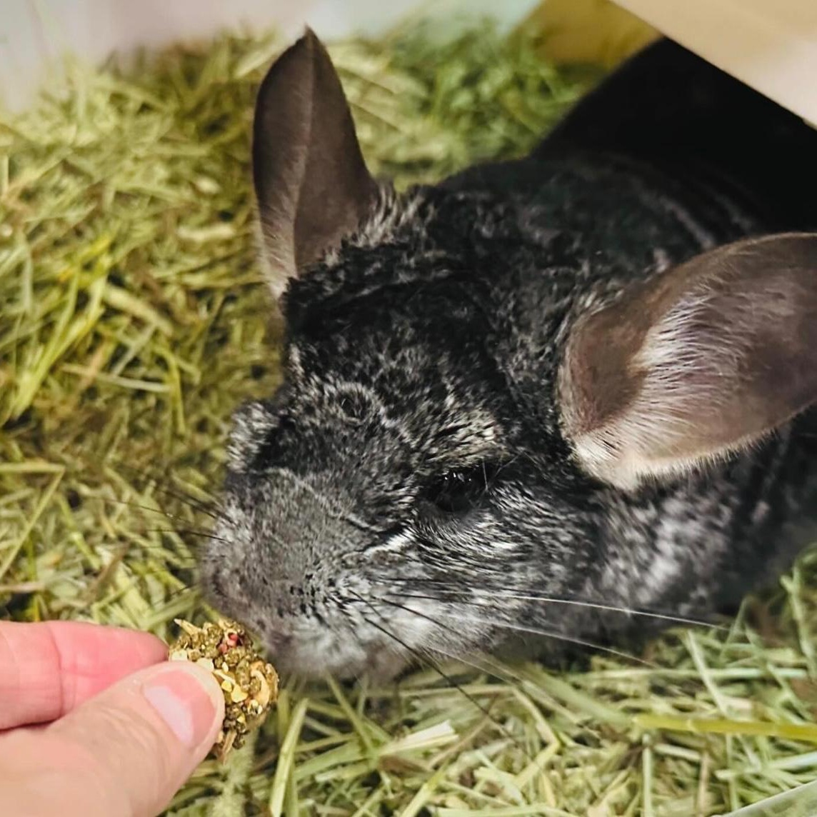 Enlarge LeRoy, a Adoptable Chinchilla in Libertyville, IL image 6/6