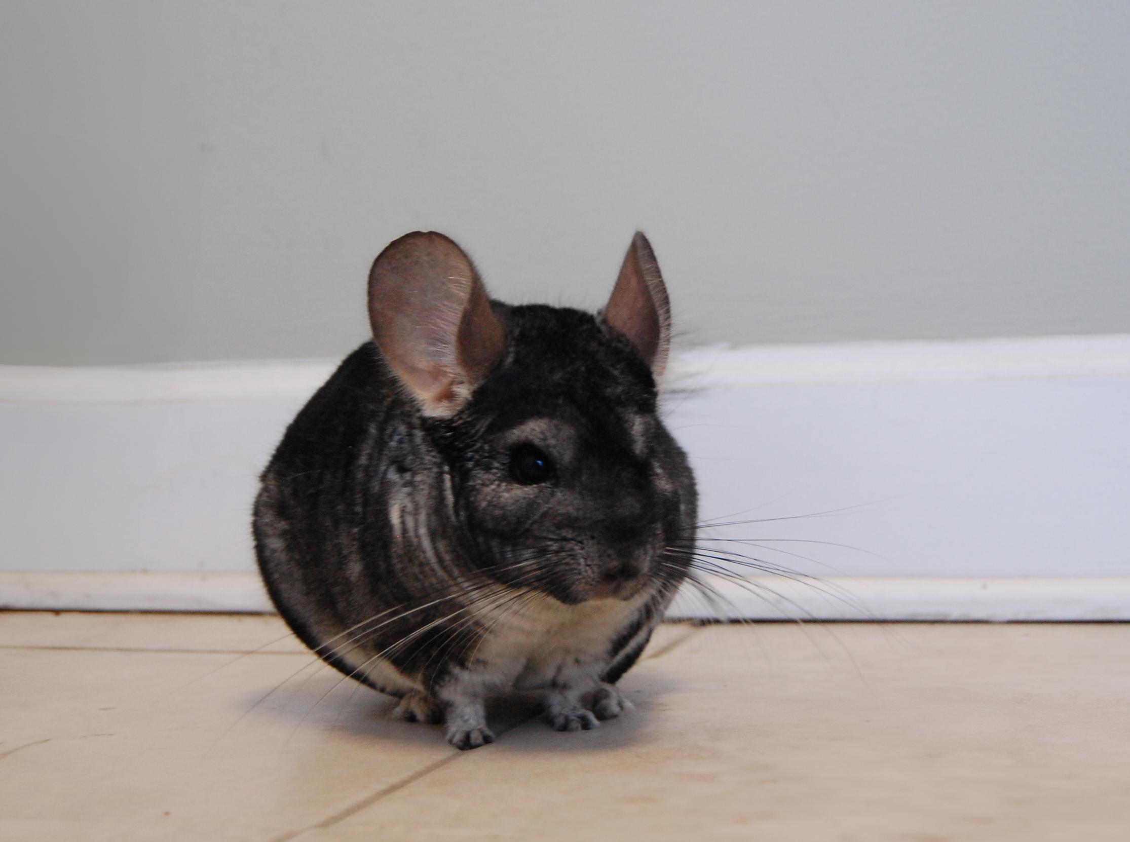 Enlarge LeRoy, a Adoptable Chinchilla in Libertyville, IL image 4/6