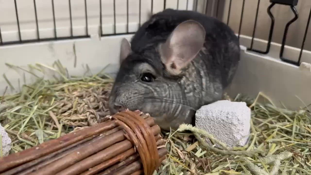 Enlarge LeRoy, a Adoptable Chinchilla in Libertyville, IL video 2/6