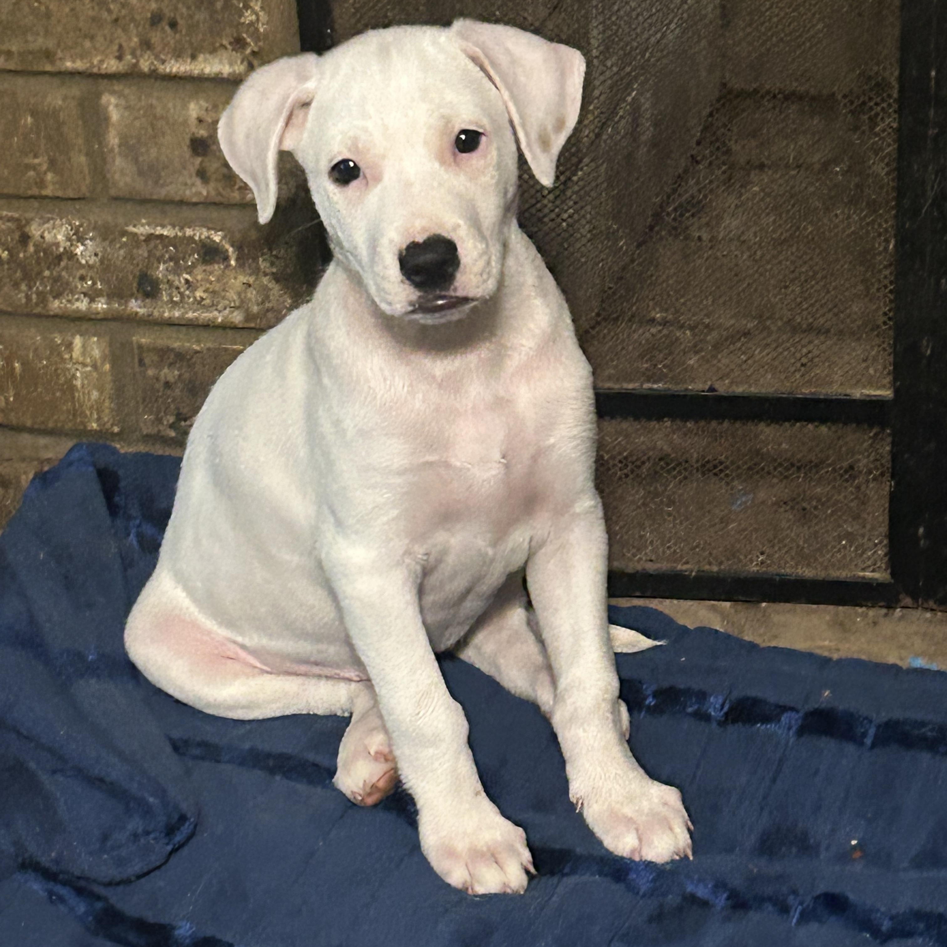 Josie aka Jo Jo, adopted, Puppy Female Labrador Retriever.
