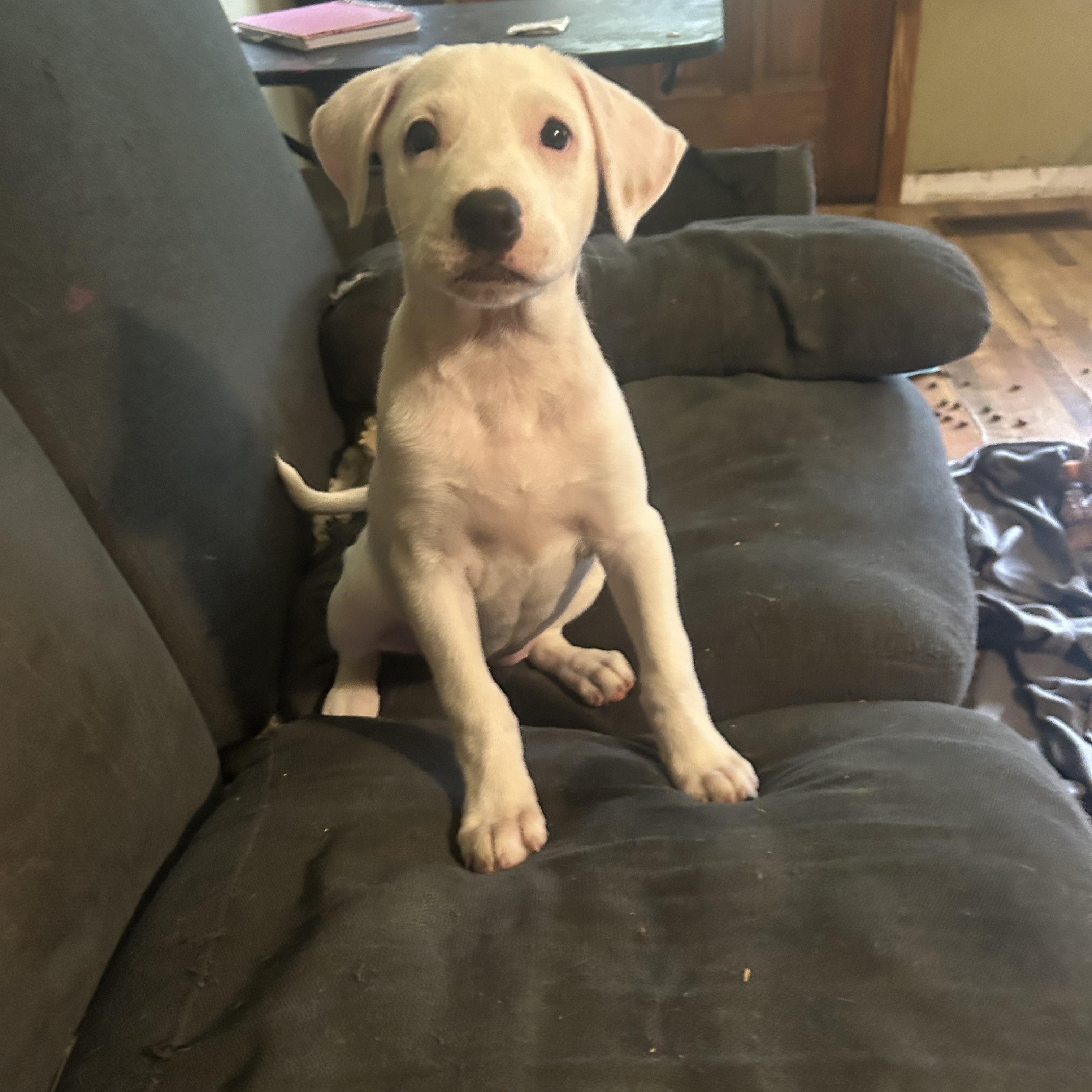 Enlarge Josie aka Jo Jo, an adopted mixed breed in Greenfield, TN image 2/4