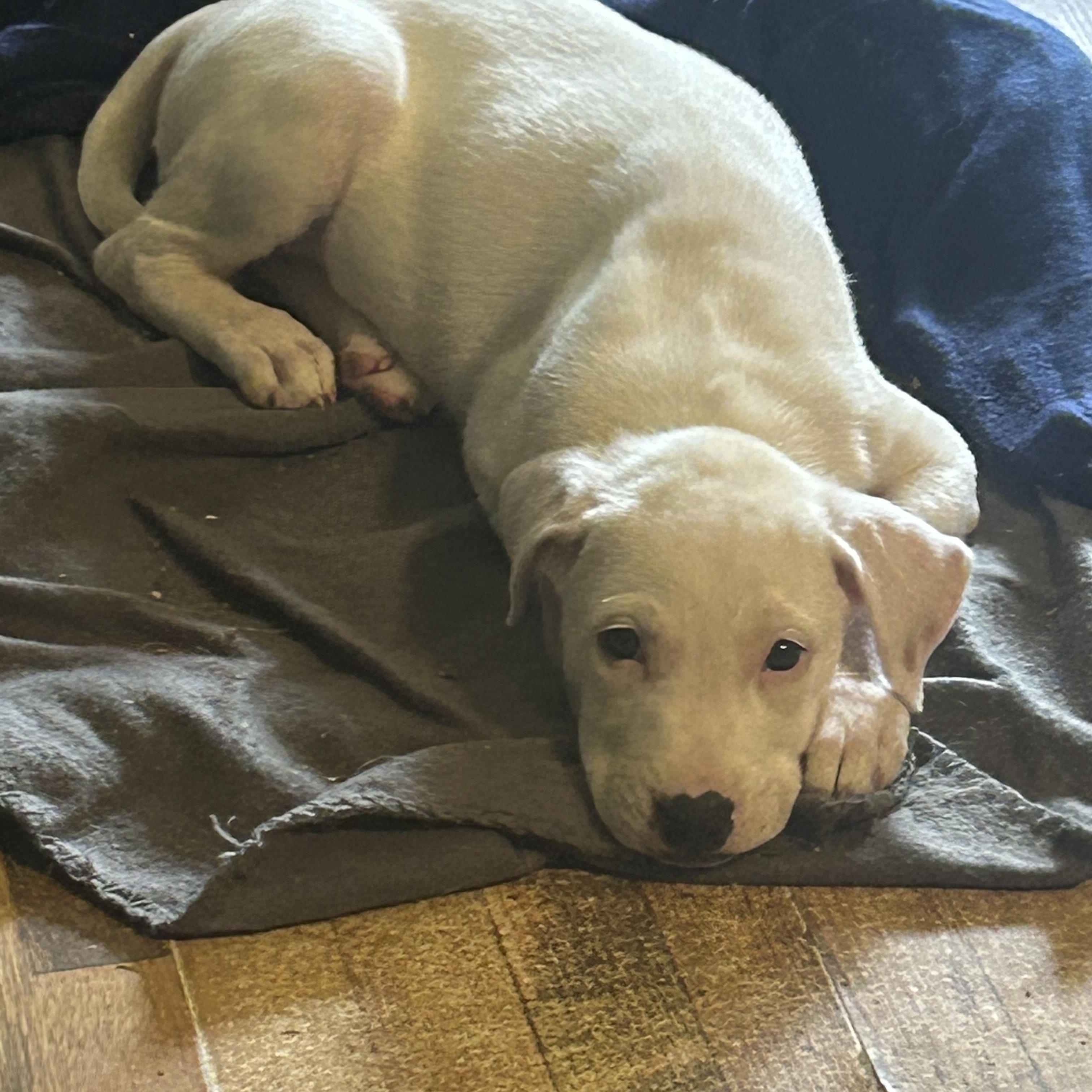 Enlarge Josie aka Jo Jo, an adopted mixed breed in Greenfield, TN image 4/4