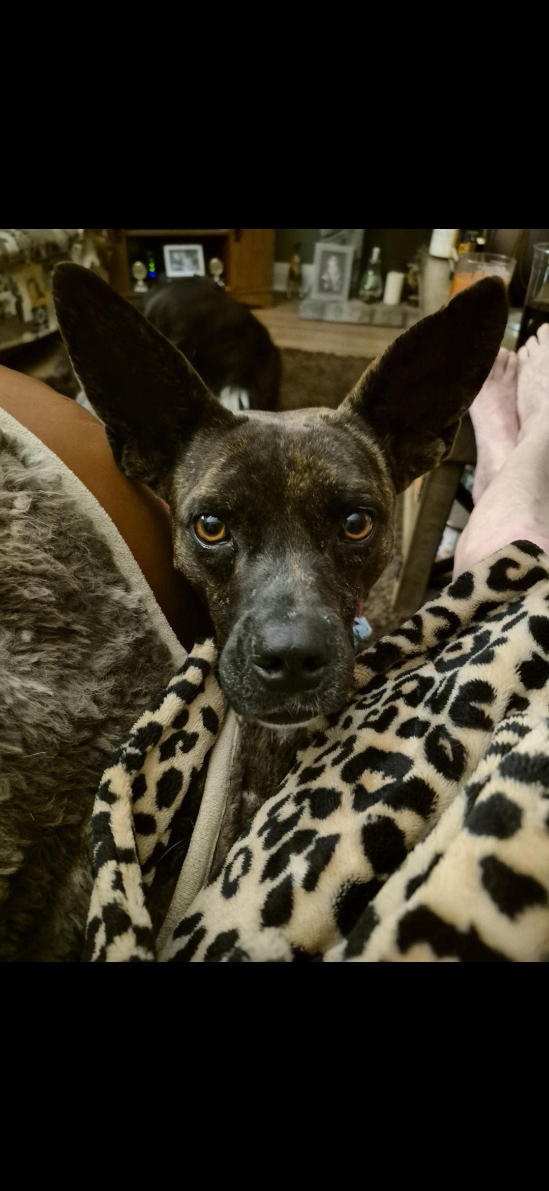 BLAIR, a Adoptable mixed breed in Ajax, ON image 1/6