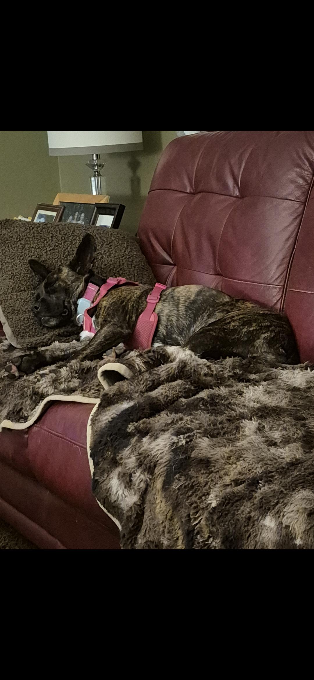 BLAIR, a Adoptable mixed breed in Ajax, ON image 2/6