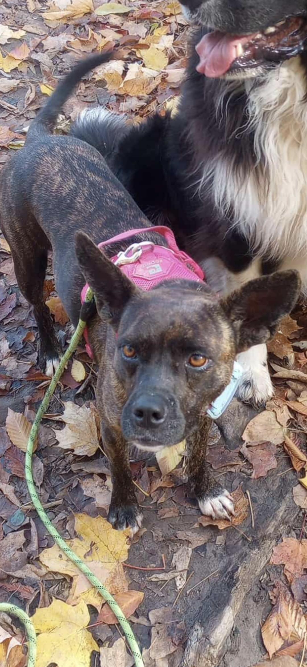 BLAIR, a Adoptable mixed breed in Ajax, ON image 3/6