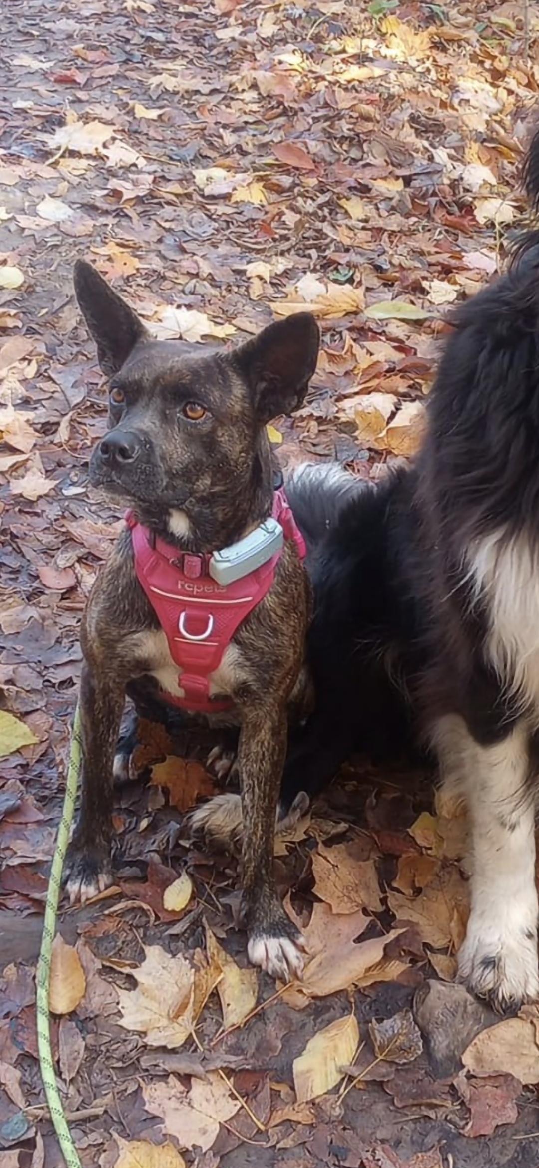 BLAIR, a Adoptable mixed breed in Ajax, ON image 4/6