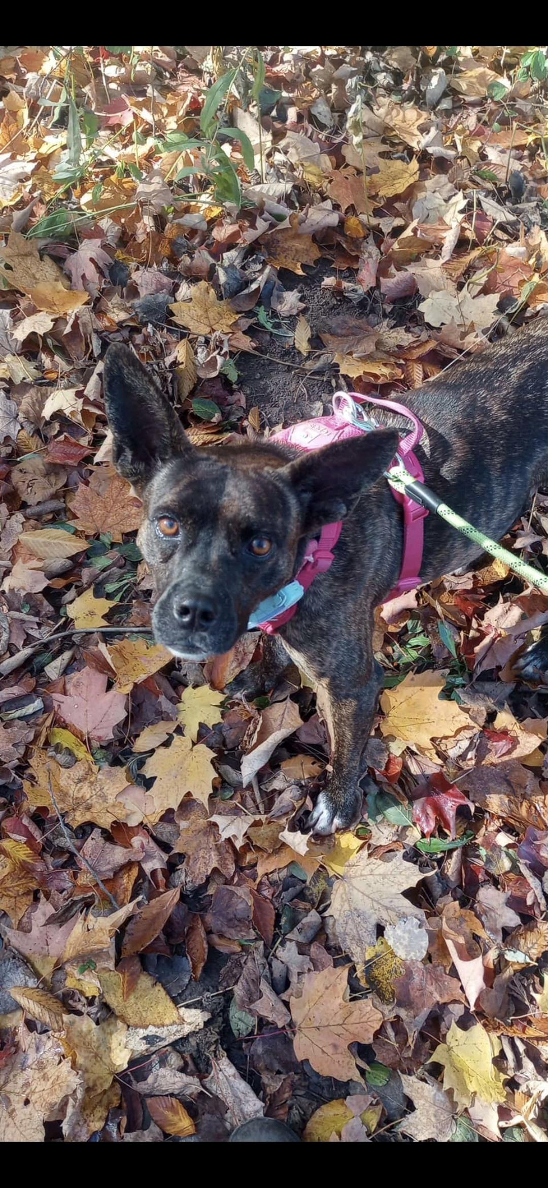 BLAIR, a Adoptable mixed breed in Ajax, ON image 5/6