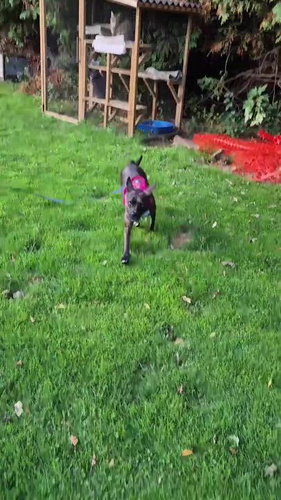 Enlarge BLAIR, a Adoptable mixed breed in Ajax, ON video 6/6