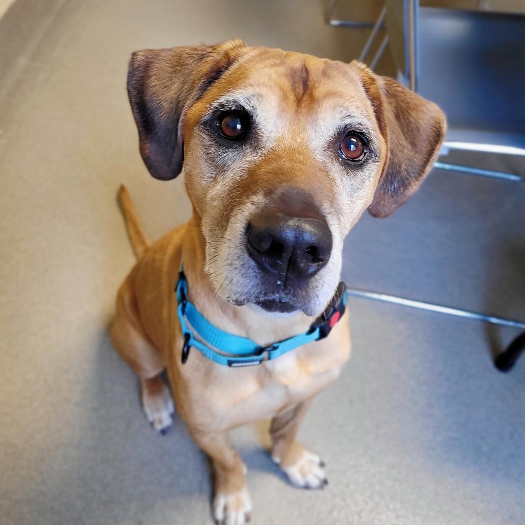 Craig, Adoptable, Senior Male Mixed Breed.