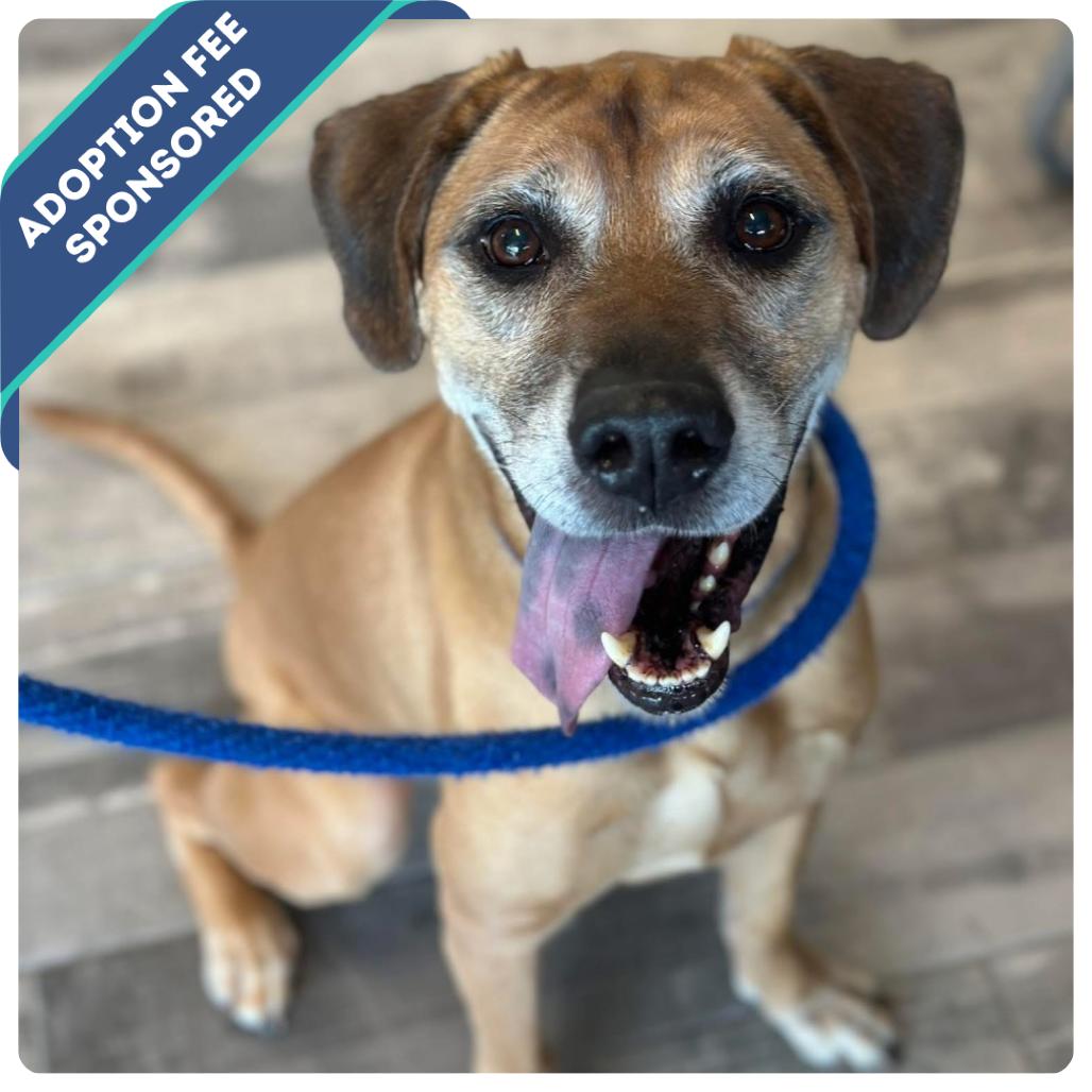Craig, a Adoptable Mixed Breed in Fredericksburg, VA image 2/6