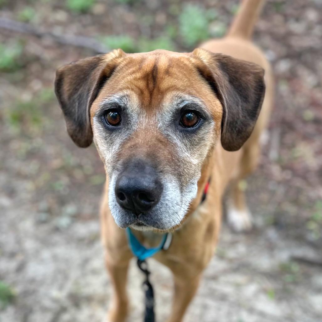 Craig, a Adoptable Mixed Breed in Fredericksburg, VA image 3/6