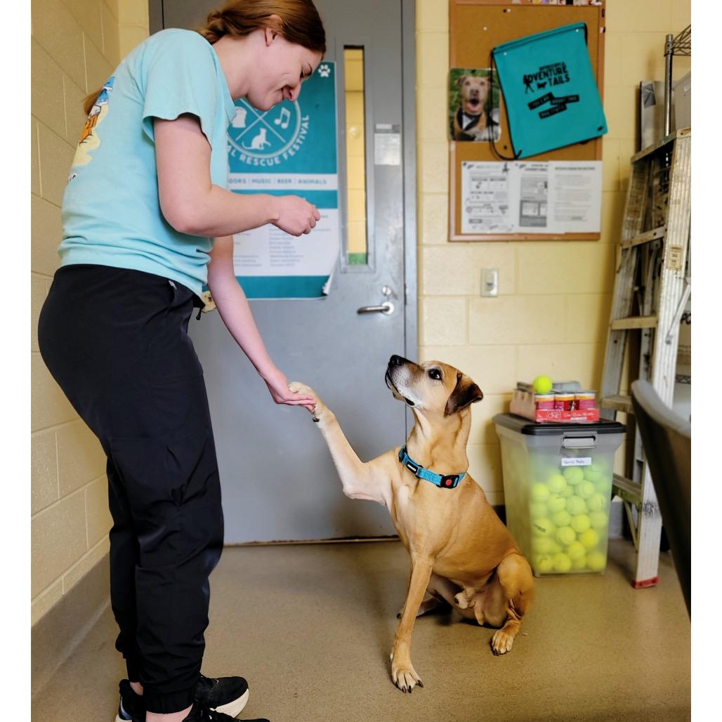 Craig, a Adoptable Mixed Breed in Fredericksburg, VA image 4/6